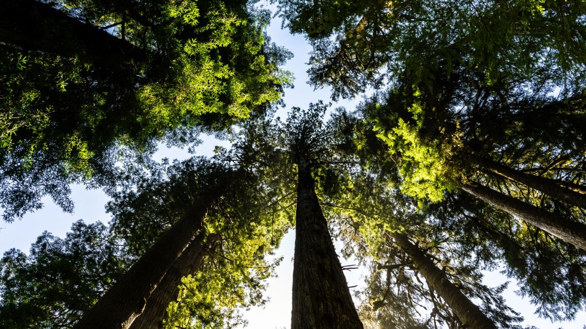 Soluções digitais e elétricas podem reduzir as emissões de carbono em até 70% nos escritórios