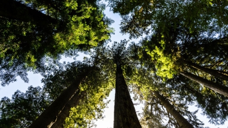 Empresas focam-se nas mudanças climáticas, mas não na conservação da biodiversidade