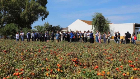 IA e IoT ao serviço da produção de tomate em Vila Franca de Xira